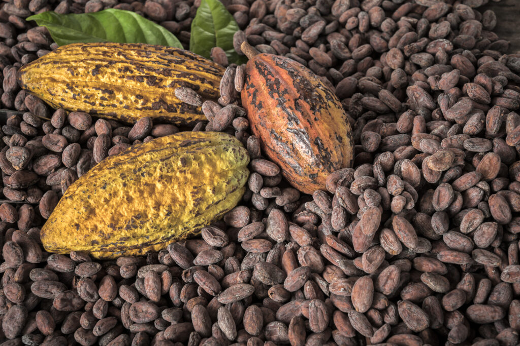 Tanzania Cocoa Beans and Pods