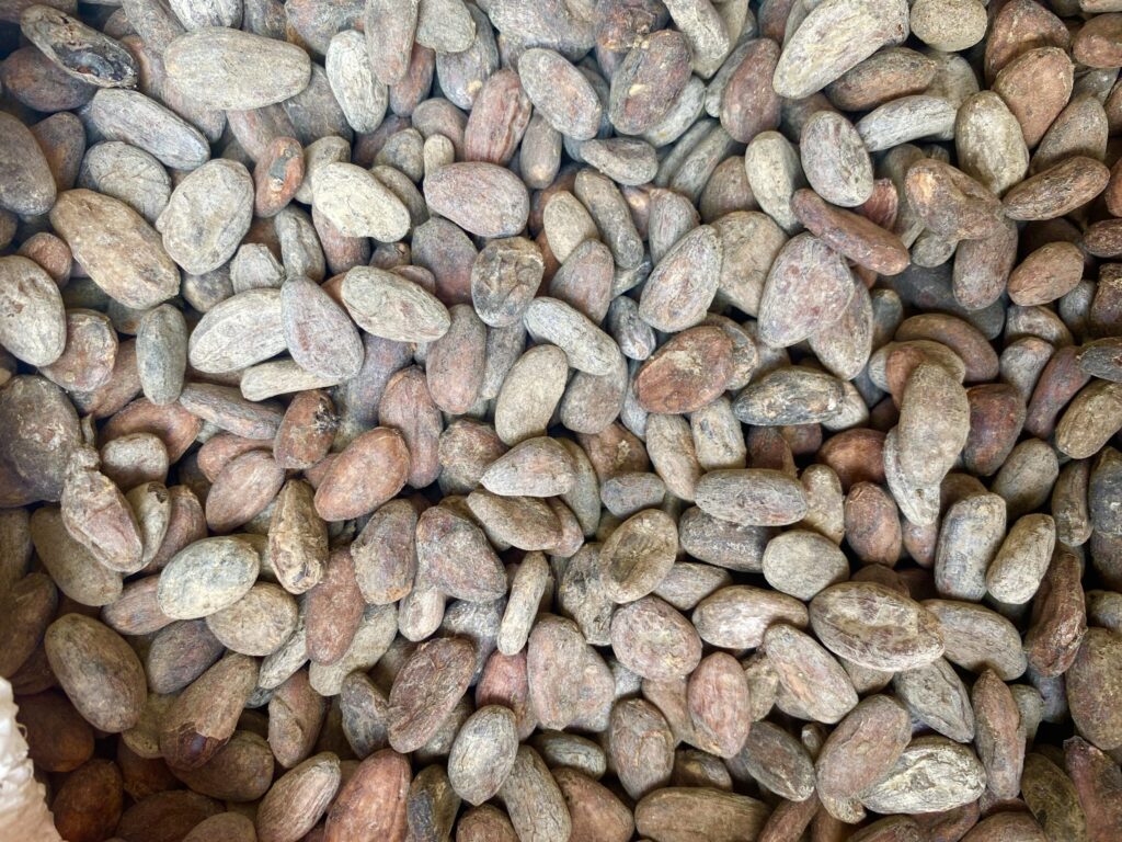 Well fermented and sun dried Tanzania cocoa beans at Munny Chocolate.